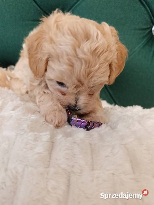 Suczka maltipoo Maltańczyk Opole Lubelskie