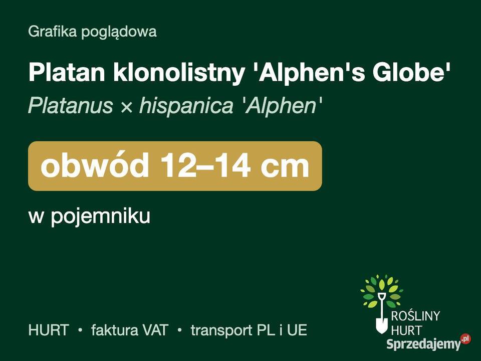 Platan klonolistny Alphens Globe obwód 1214 w sprzedam