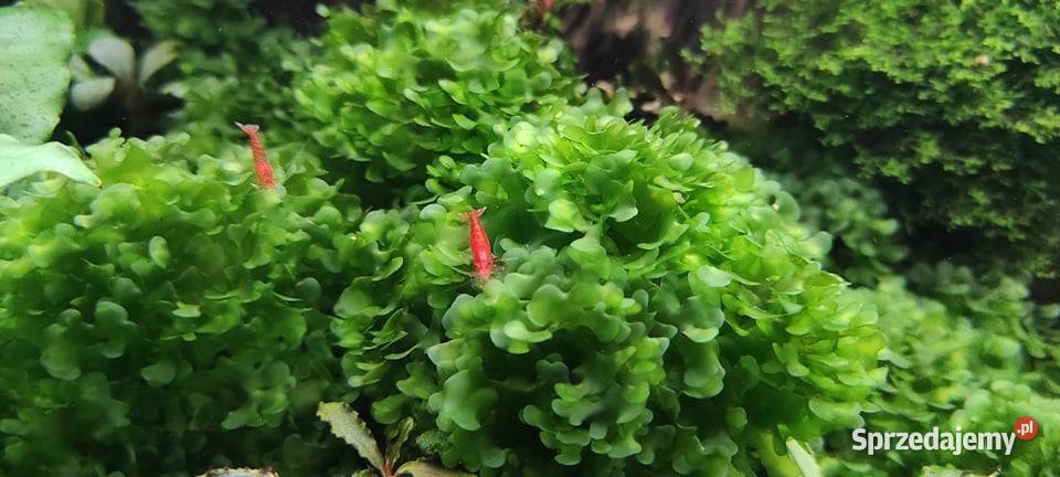 Na sprzedaż roślina akwariowa łatwa w uprawie Szamotuły