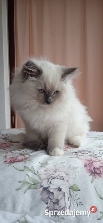 Kotek ragdoll niebieski z legalnej hodowli Opole