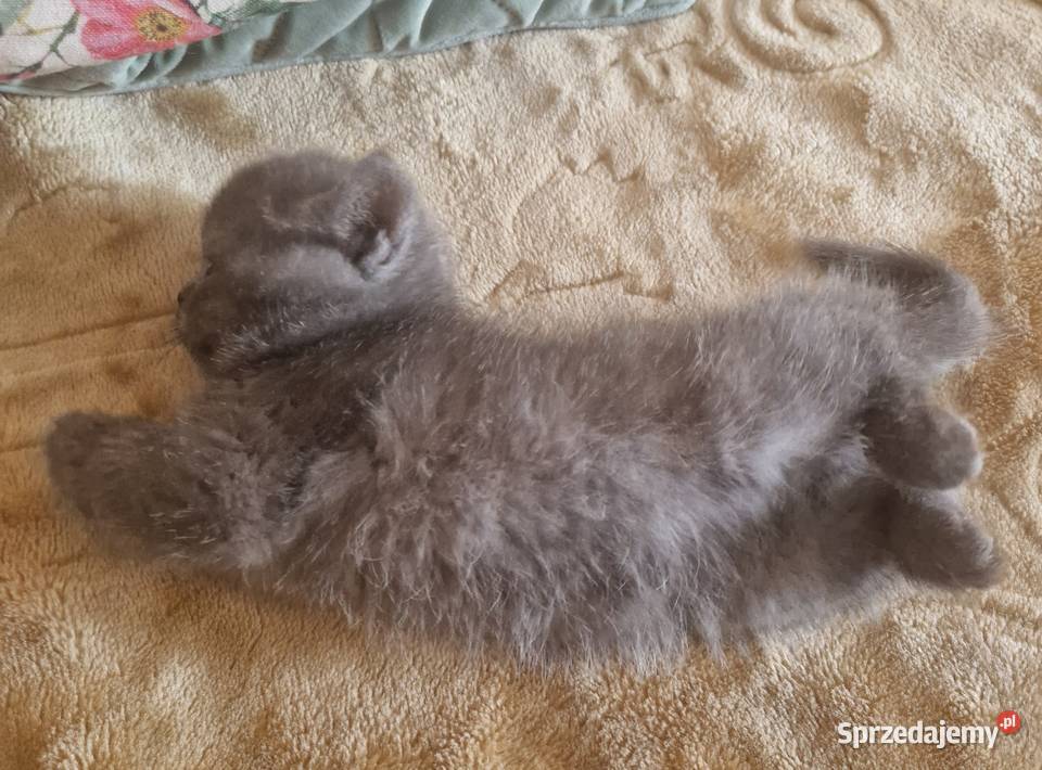 Brytyjskie kotka niebieska sprzedam