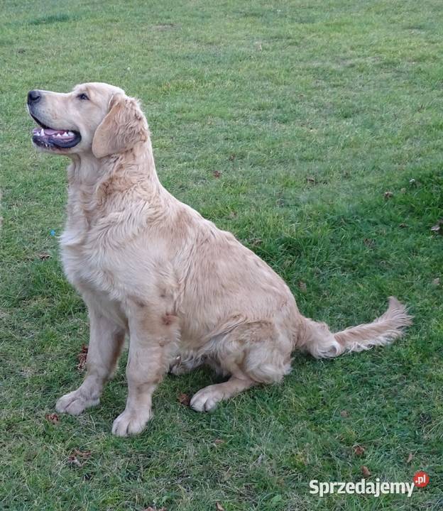 Golden retriever 6 miesięczne Golden Retriever Przysucha