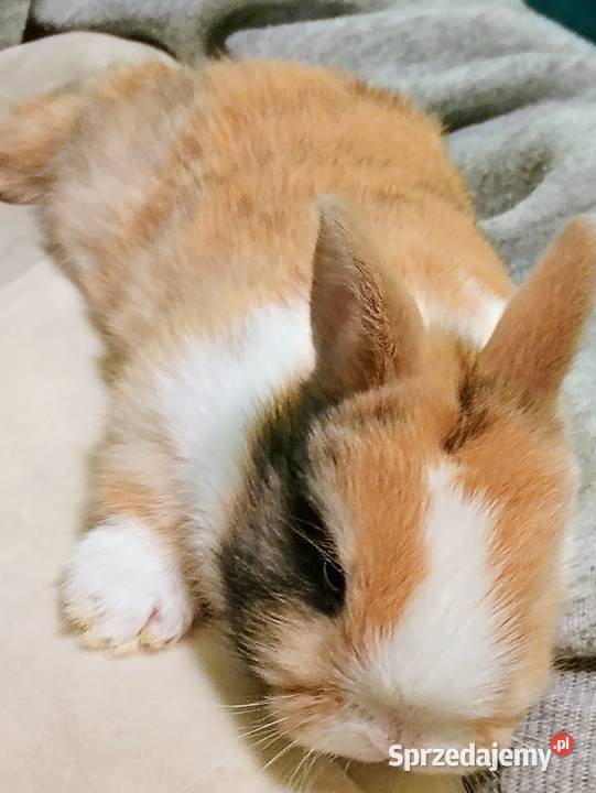 Króliczki Teddy Króliki Kobylin