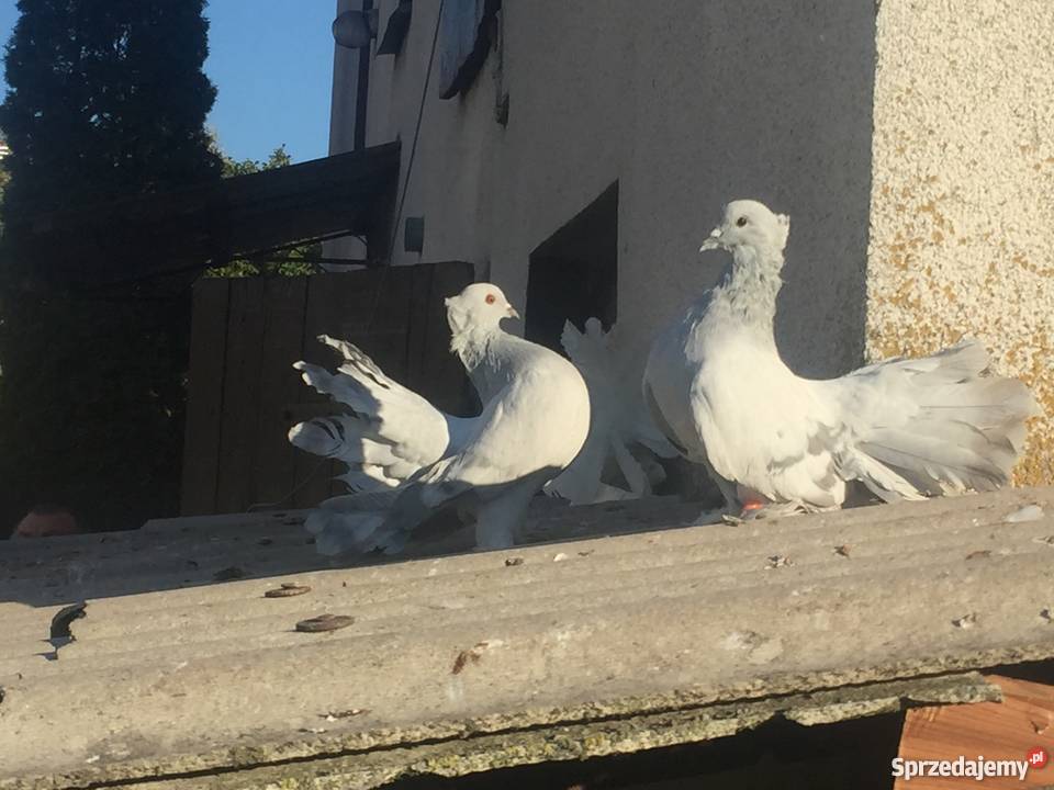 Pawik pawiki indyjskie kujawsko-pomorskie Mogilno