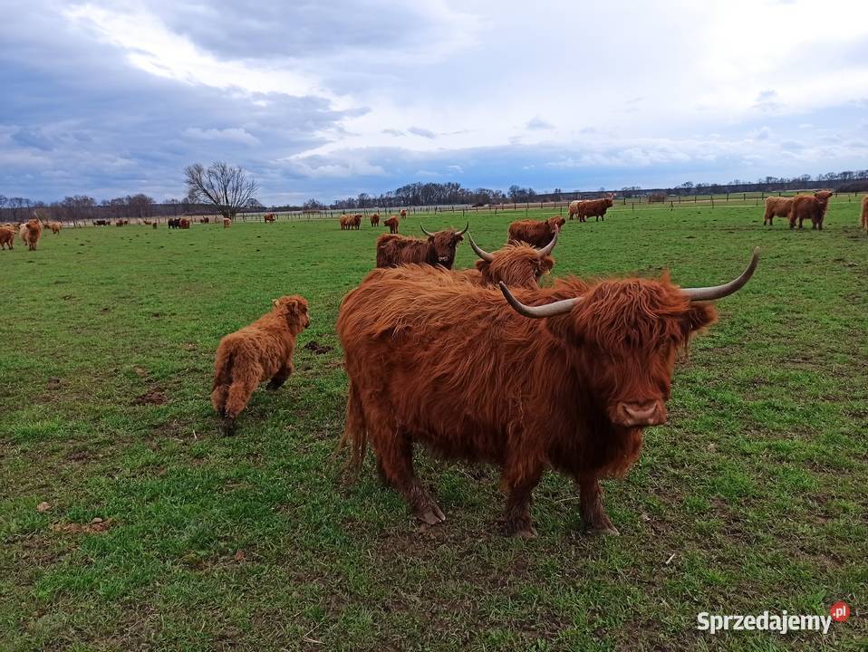 Bydło mięsne stado podstawowe dolnośląskie Wojszyn