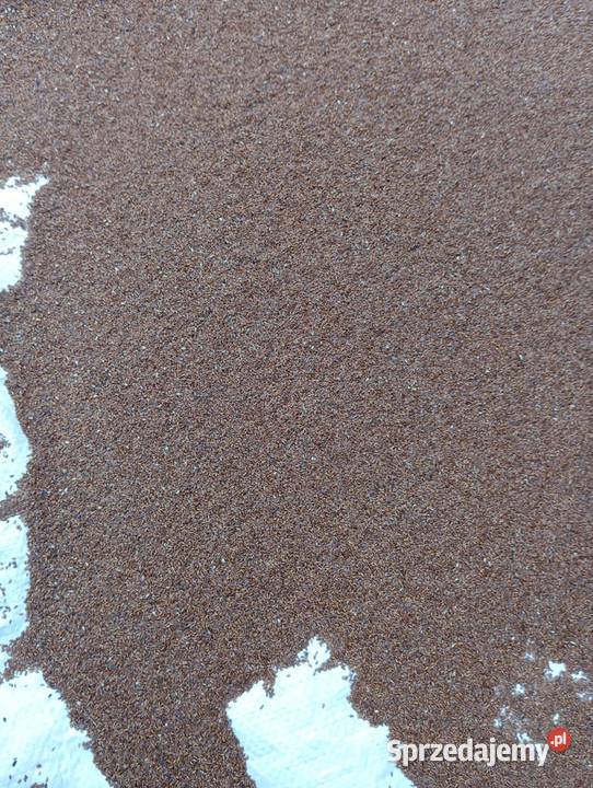 Babka lancetowata nasiona 2024r Izbica