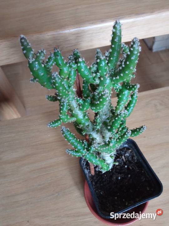 Piękne syngonium 10 podlaskie Białystok