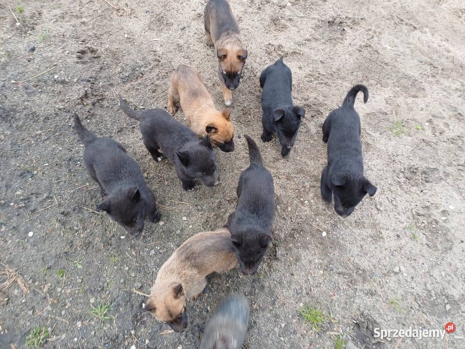 Owczarki belgijskie