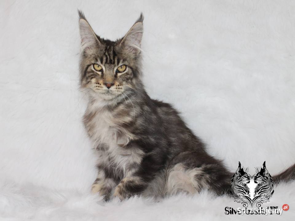 Kocurek Maine Coon kociego behawiorysty Nowa Ruda
