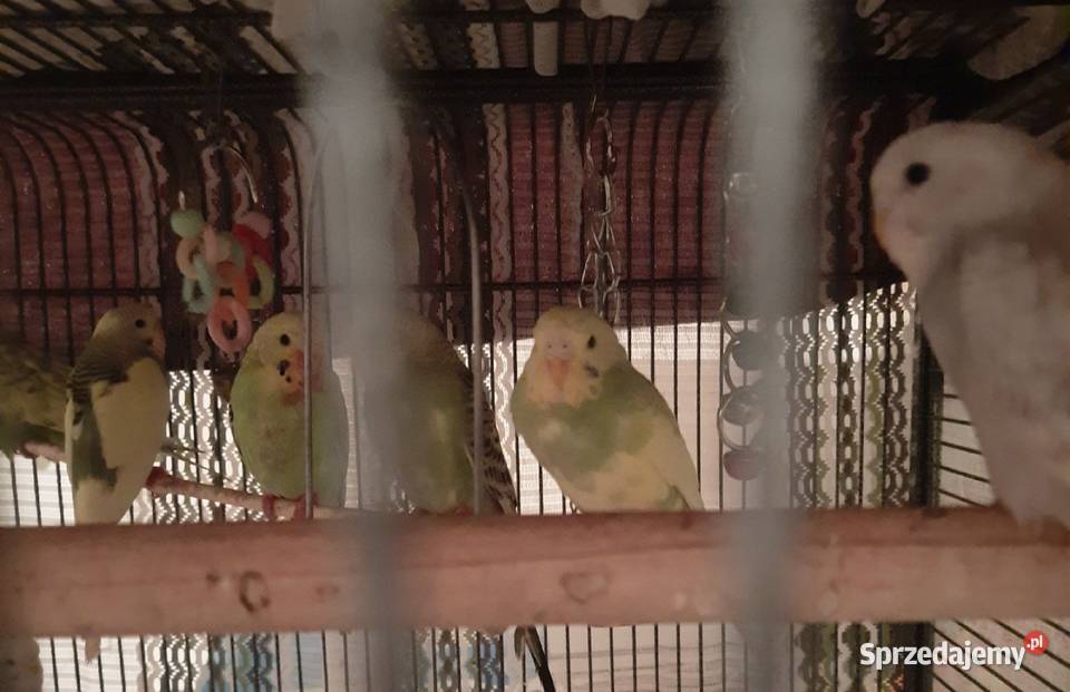 Sprzedam papugi faliste Reda
