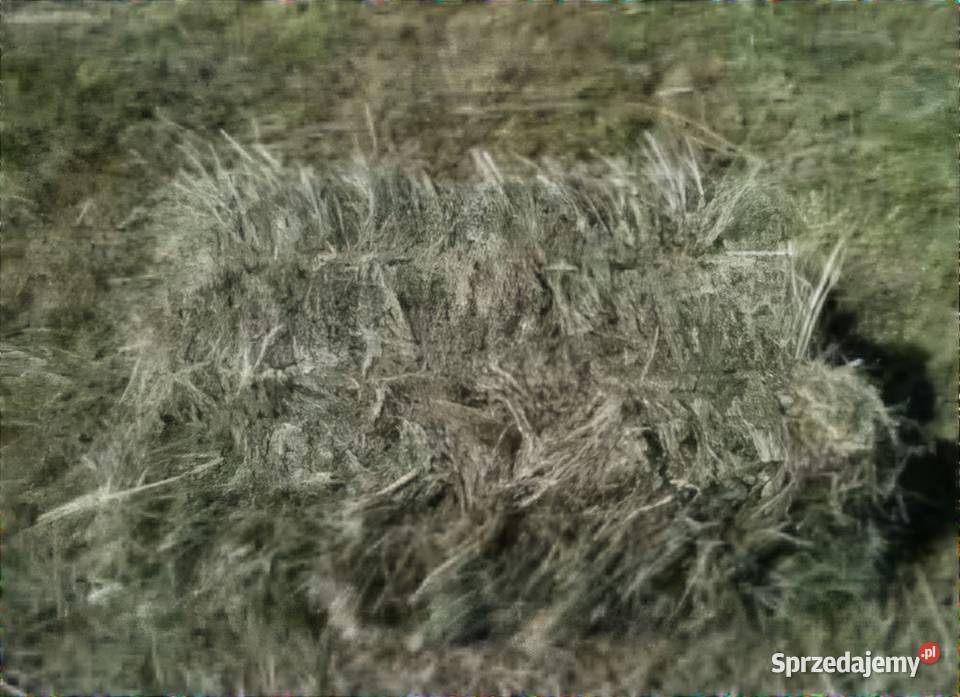 Sprzedam kostki siana śląskie Czechowice-Dziedzice
