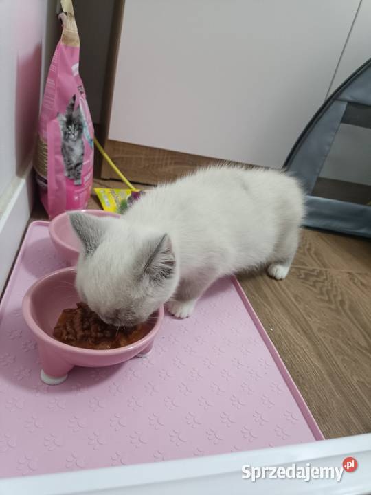 Kotka brytyjska point z rodowodem Truskaw