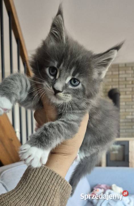 Maine Coon dwa kocurki do rezerwacji
