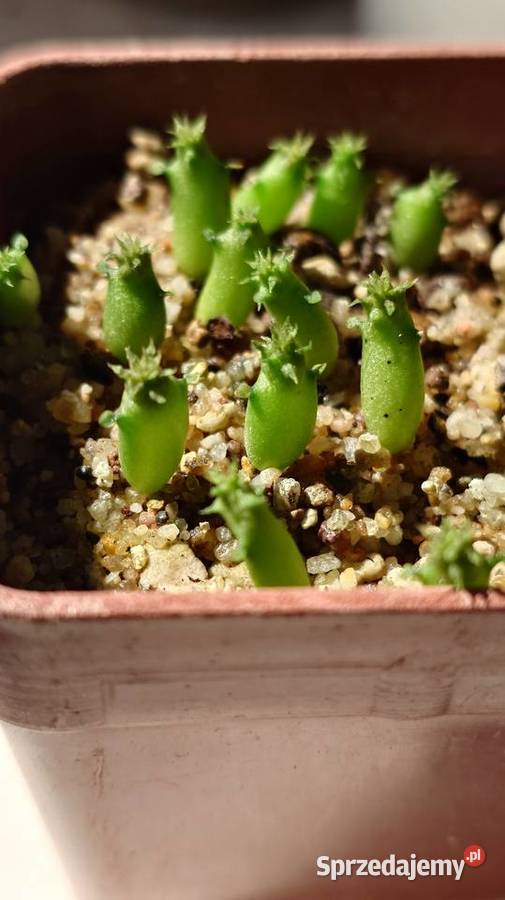 Echidnopsis chrysantha sukulent miniatura mazowieckie Warszawa