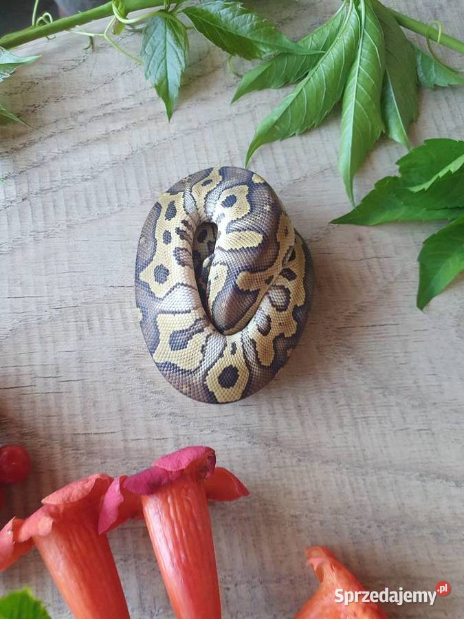 Węże królewskie zbożowe heterodony