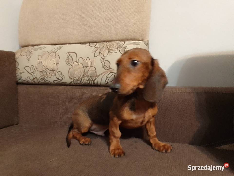 Jamnik merle 4 miesiące Żyrardów