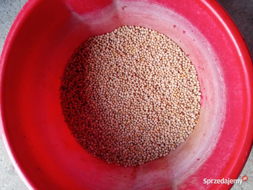 Groszek siewny świętokrzyskie Leśne Chałupy