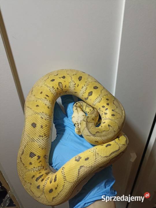 Pyton królewski super pastel clown Gady i płazy Warszawa