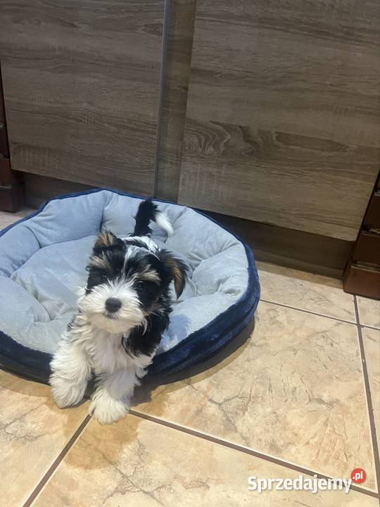 York Biewer piesek lubuskie Białowice