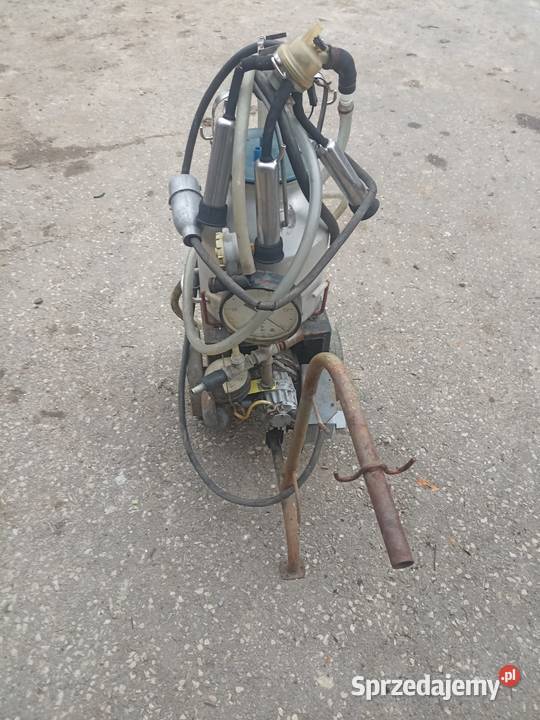 Dojarka ruska Pisarzowa