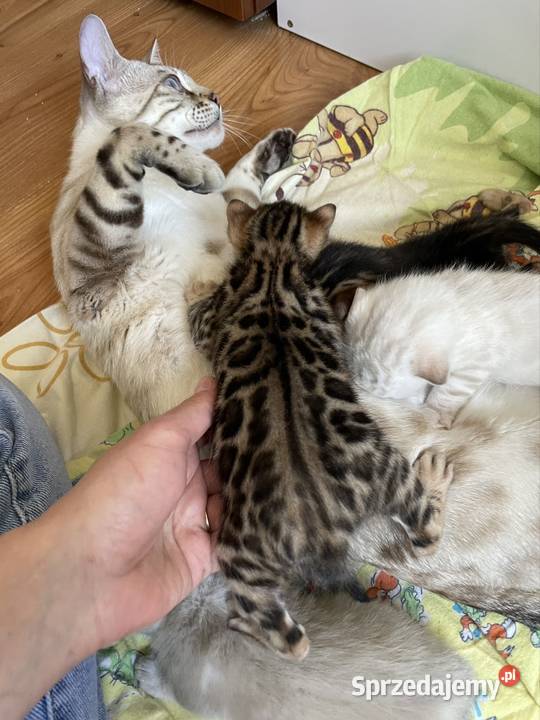 Kocięta bengalskie śnieżne