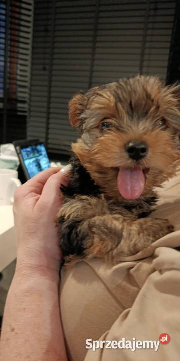 Szenieta z rodowodem ZKwP Wierzbica