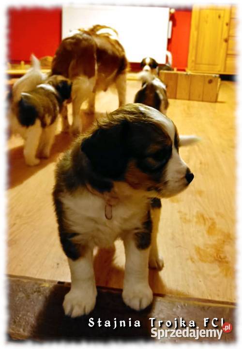 Do adopcji urocze szczeniaki rasy Kooikerhondje Zaświatycze