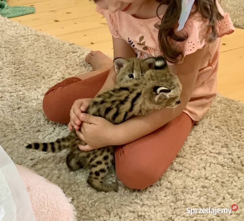 Serwal Afrykański Serval karmiony butelką Czerwionka-Leszczyny