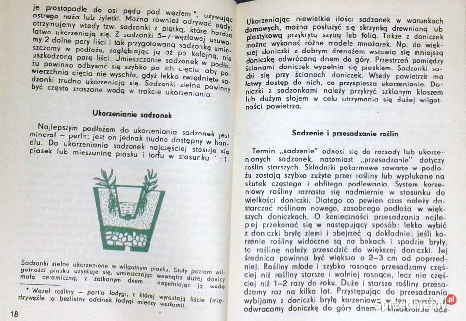 Zioła w doniczkach Piotr Metera miękka Chełm sprzedam