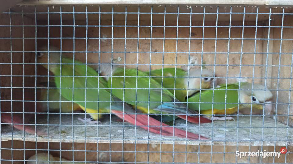 Rudosterki pineapple małopolskie