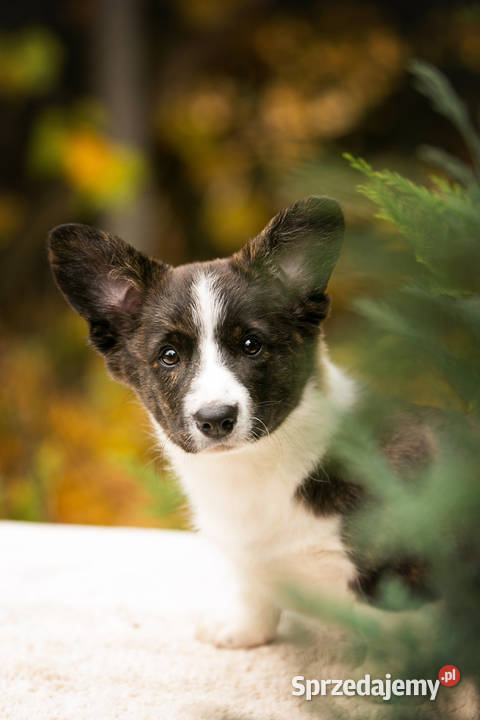 Szczeniaki Welsh Corgi Cardigan z rodowodem FCI Warszawa sprzedam