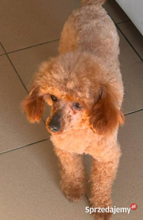 Pudel toy red reproduktor sprzedam