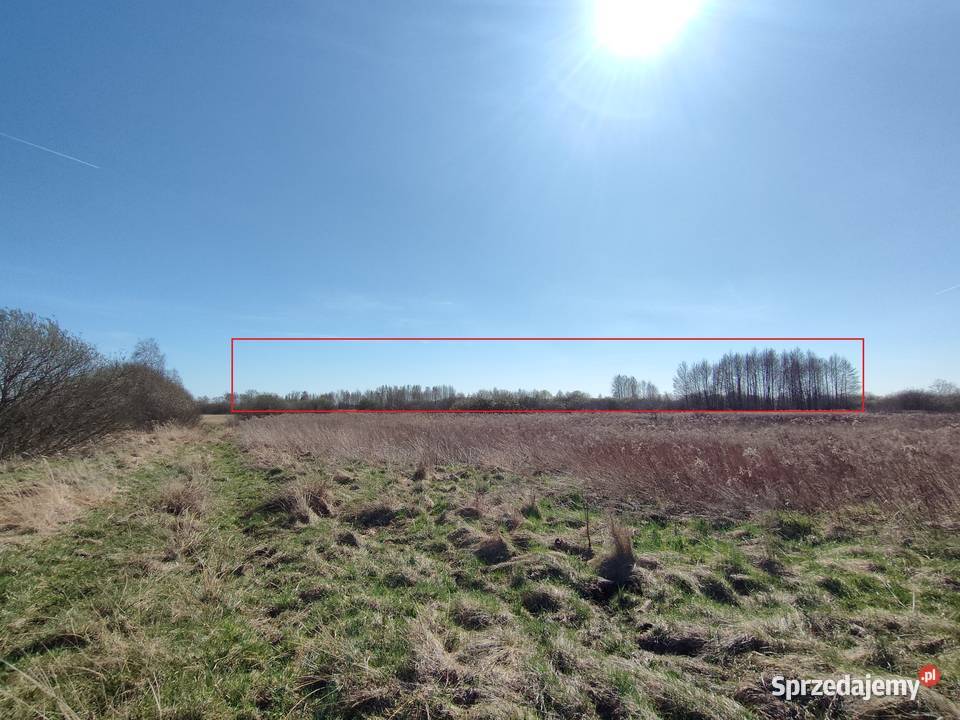 Działki rolne 5ha Ostrów LubelskiGłębokie 6zł/m2