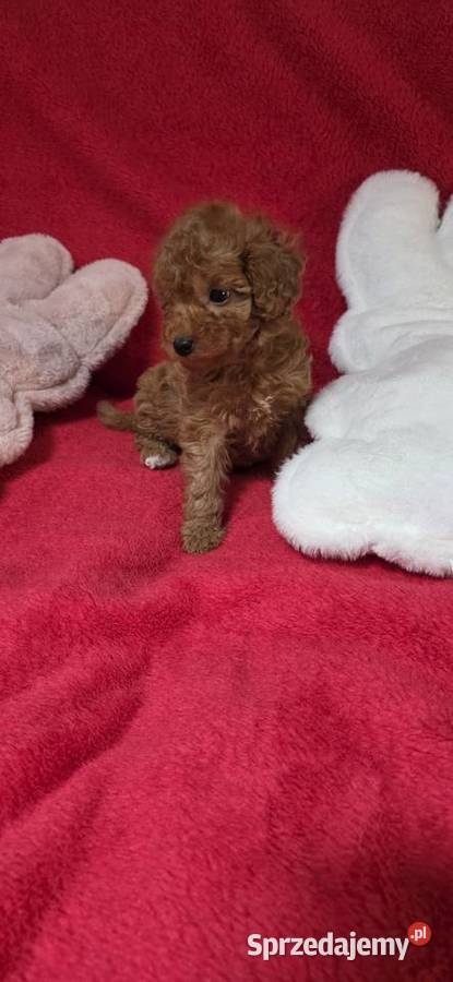 Pudel Toyminiatura Red Miejska Górka