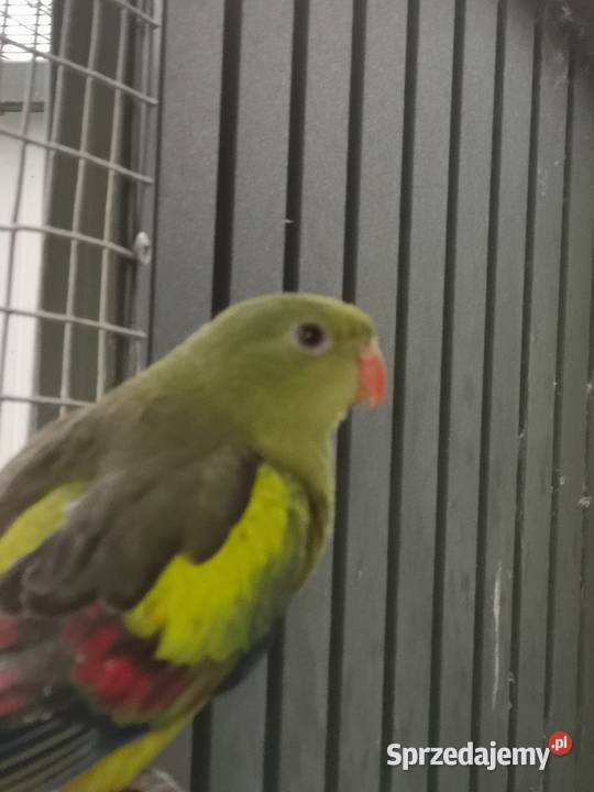 papuga górska para Nowe