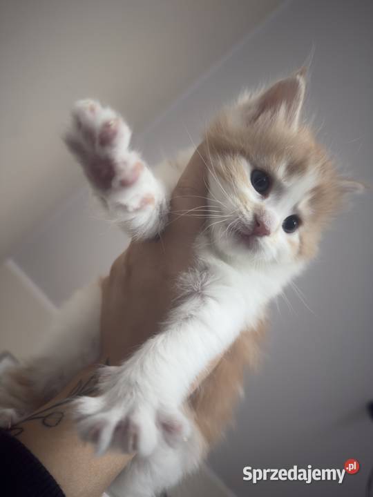KocurKotka Maine Coon Starogard Gdański sprzedam