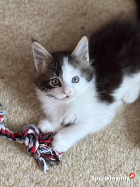 Kotka Maine Coon gotowa do odbioru Wrocław