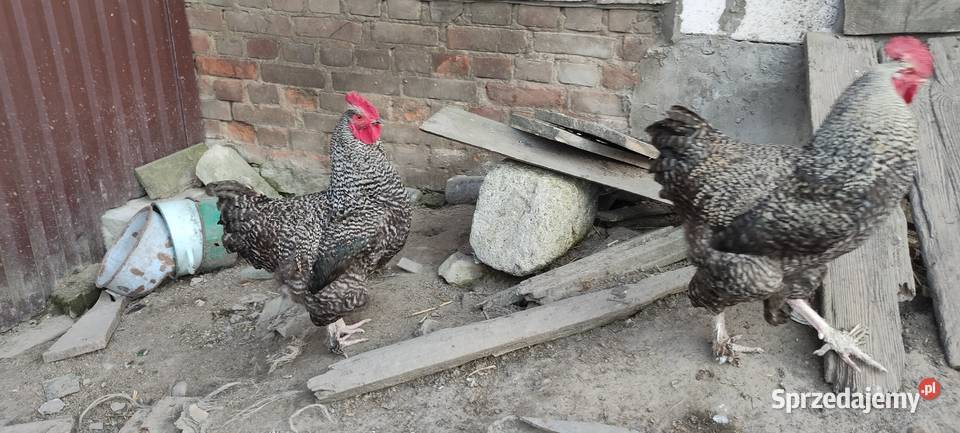 Koguty olbrzymie sprzedam Drób i ptactwo Sobieska Wola Druga