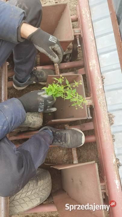 Sadzarka do mięty Siewniki i sadzarki łódzkie Rząśno