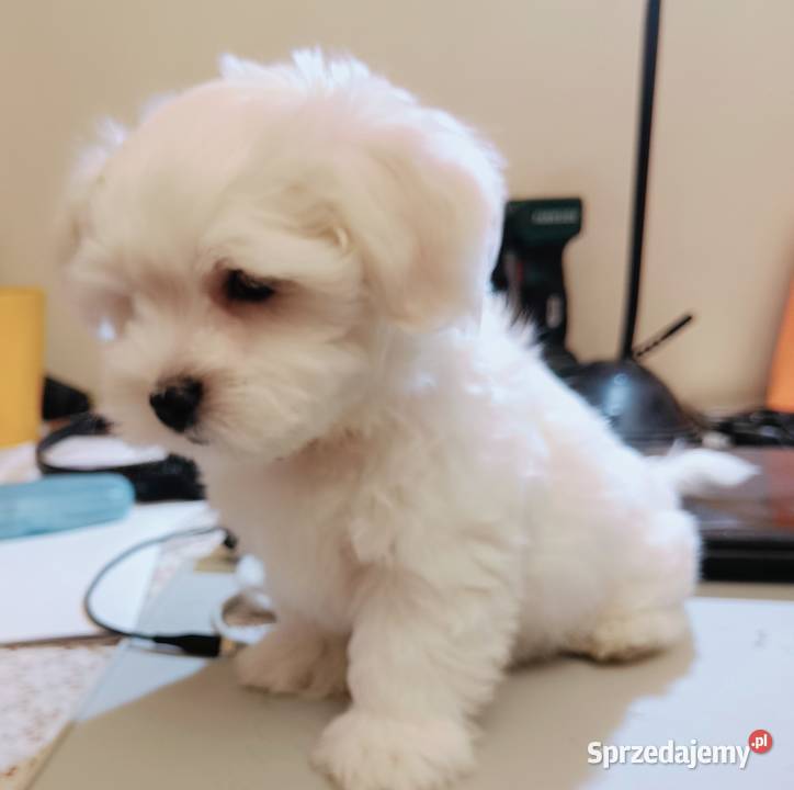 Maltańczykśliczny piesek Warszawa sprzedam