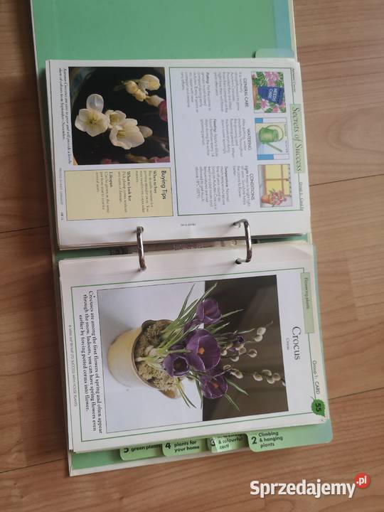 Kwiaty w domu Wałbrzych