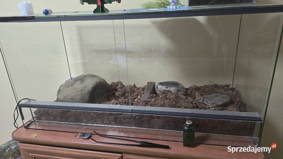 Pyton Królewski opolskie Prudnik