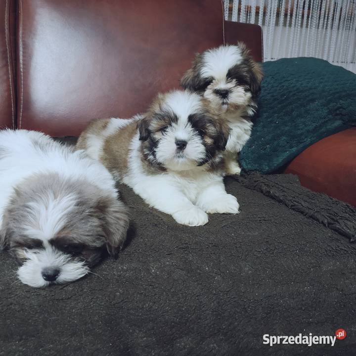 Shih tzu szczenięta Hodowla domowa zachodniopomorskie Szczecinek