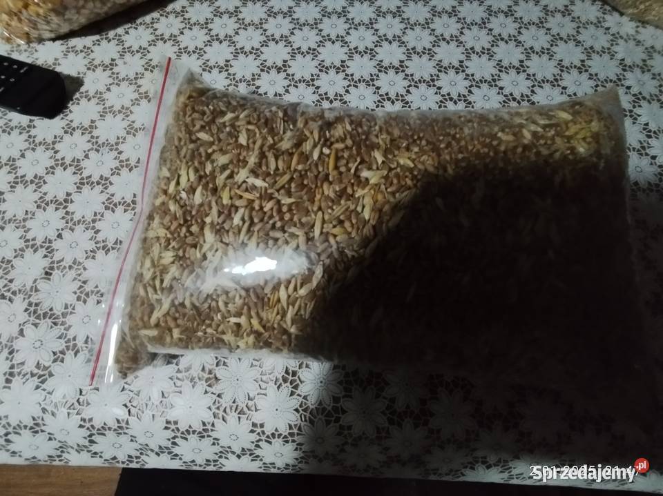 Przenica Ptaki kujawsko-pomorskie