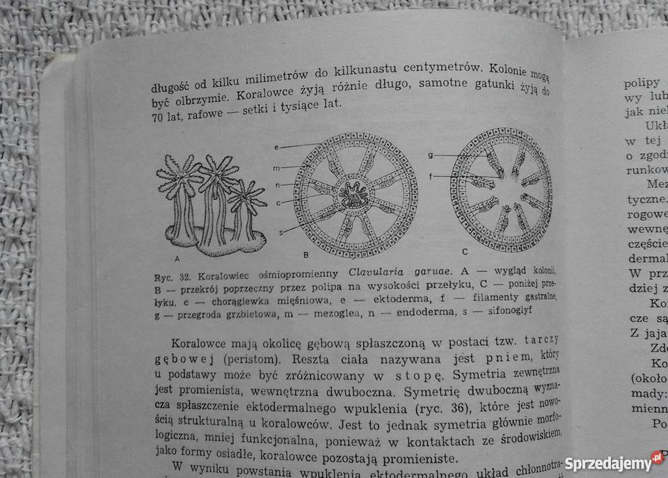 Bezkręgowce Czesław Jura podlaskie Białystok