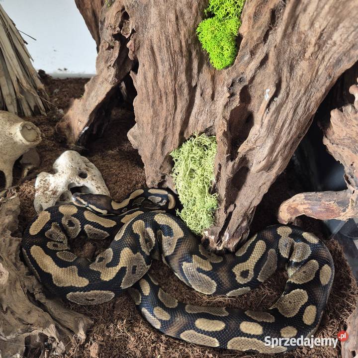 Python królewski z terarium Miasteczko Śląskie
