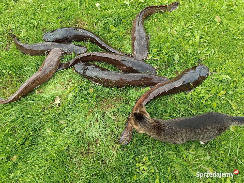 Karp i Sum żywy sprzedam smaczna ryba bez ości Zbytków