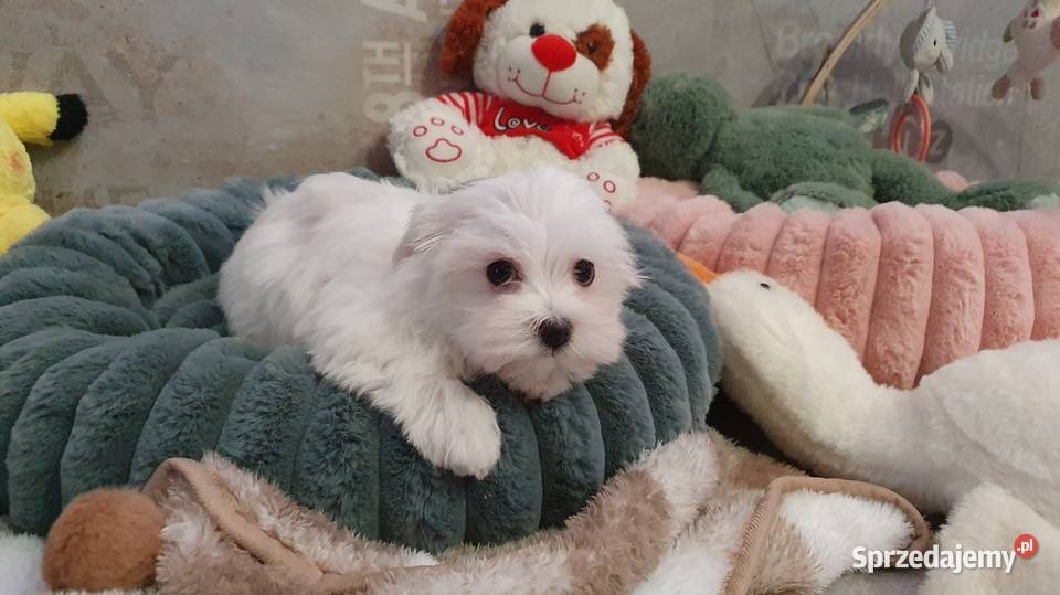 Sunia gotowa do odbioru Mierczyce