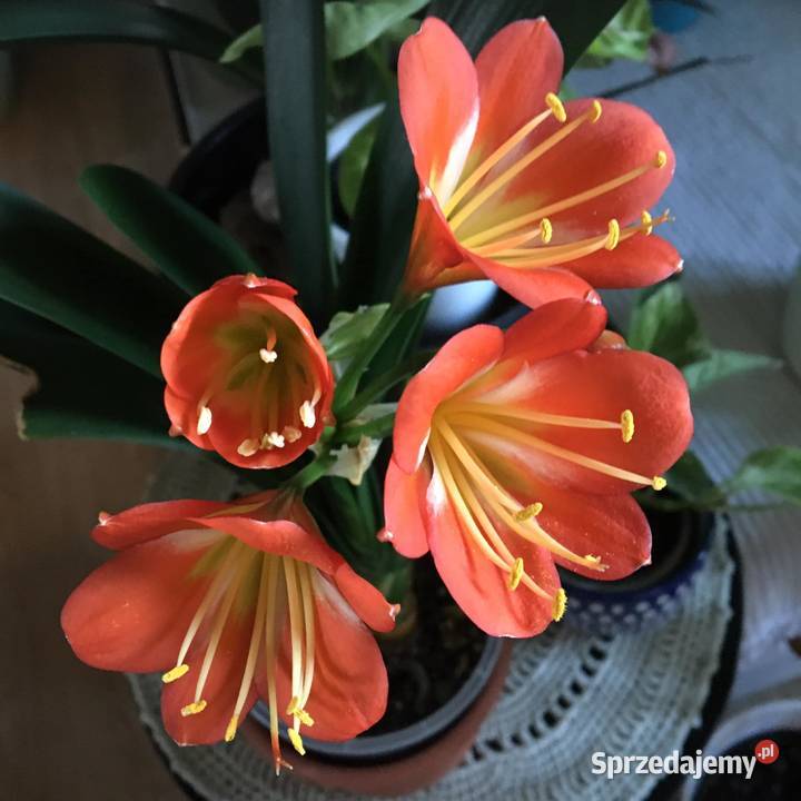 Kliwia Warszawa sprzedam