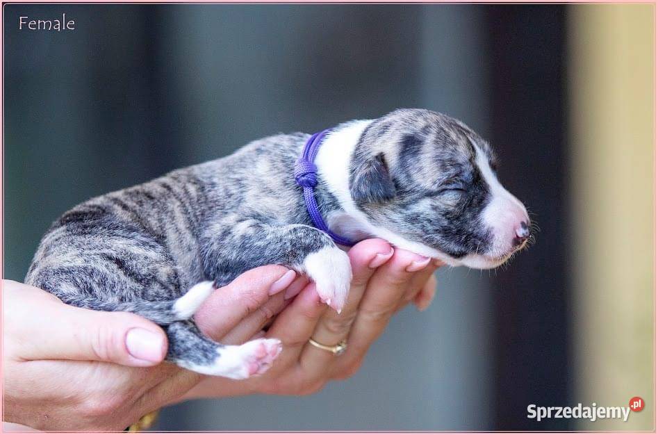 Whippet Chart Angielski mazowieckie Piaseczno